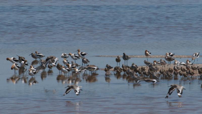randomAmerican Avocet