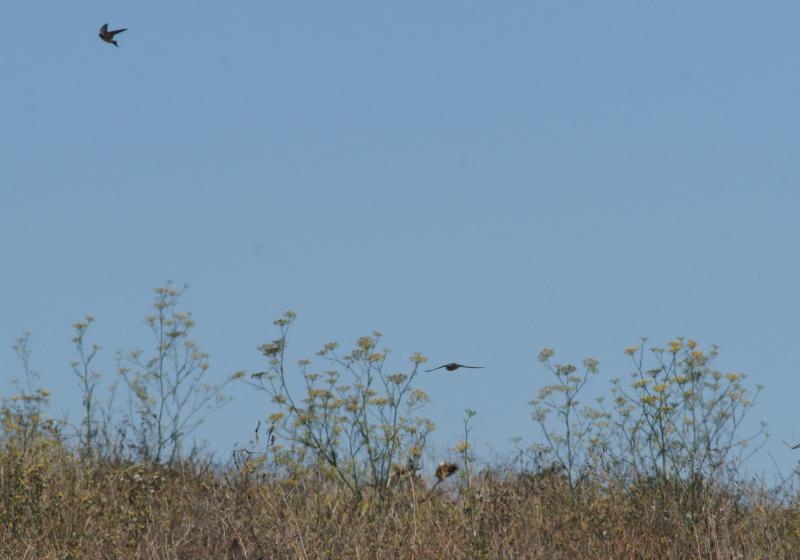 randomBarn Swallow