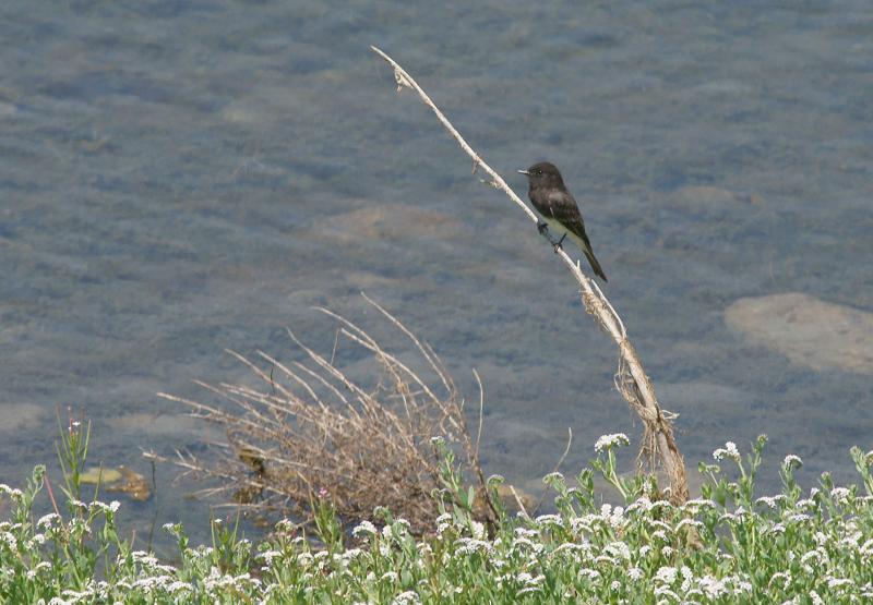 randomAlameda Creek / Quarry Lakes