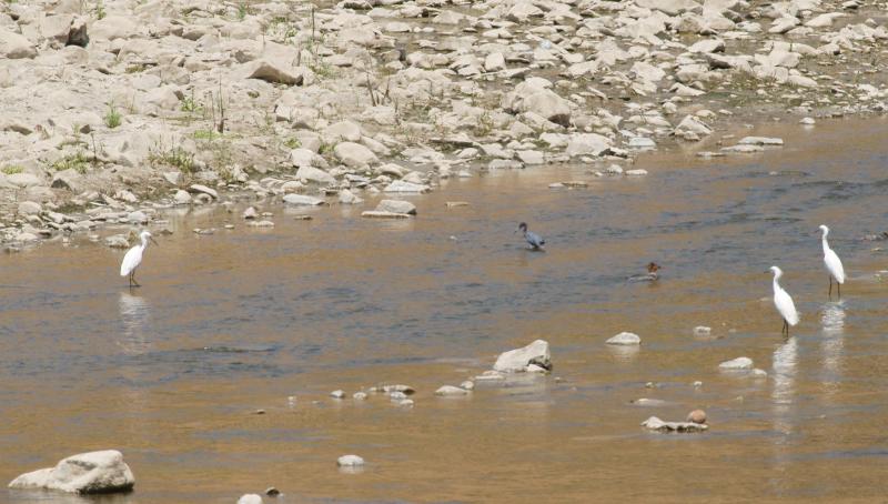 randomLittle Blue Heron