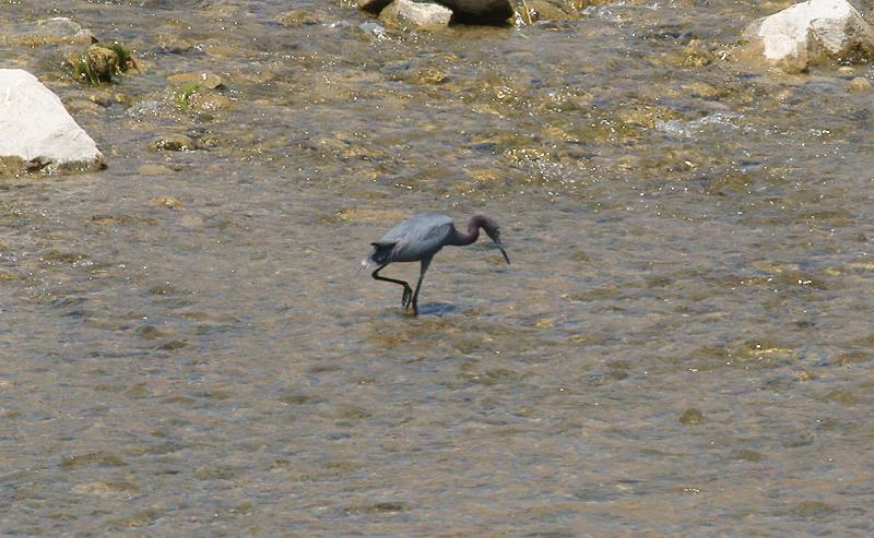 randomLittle Blue Heron