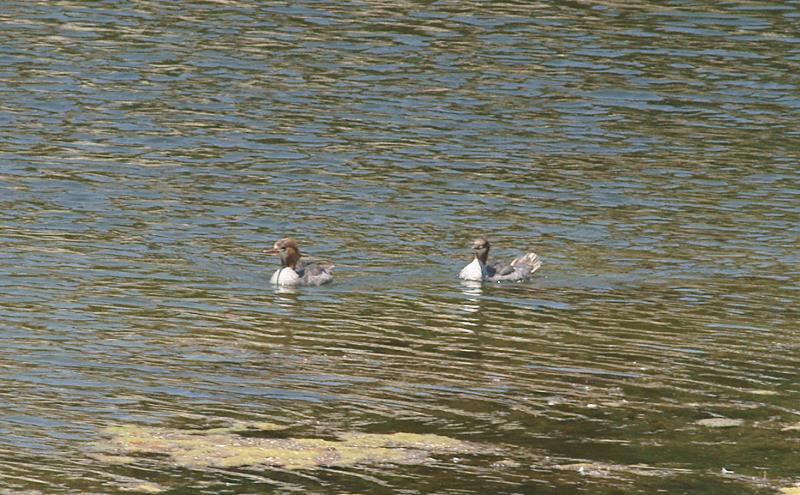 randomCommon Merganser