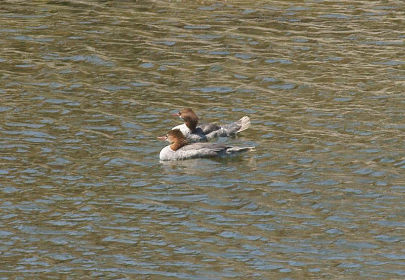randomCommon Merganser