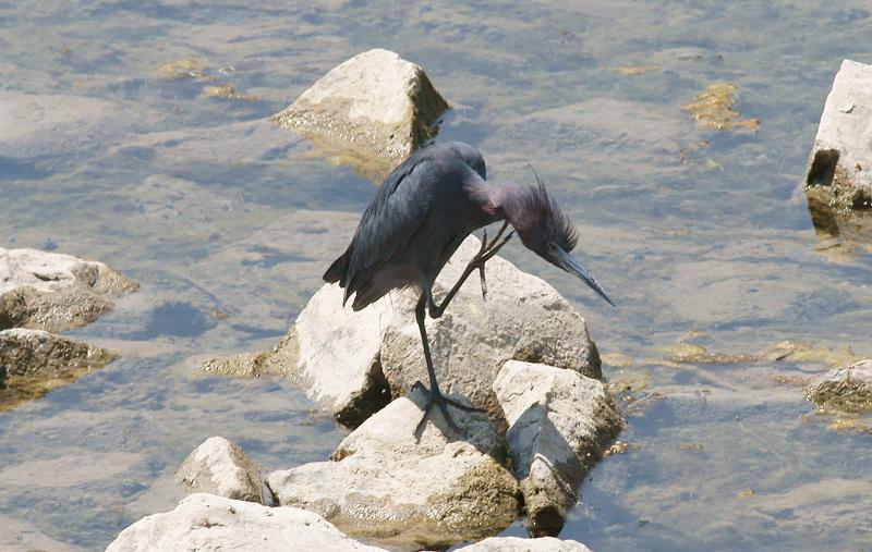 randomAlameda Creek / Quarry Lakes