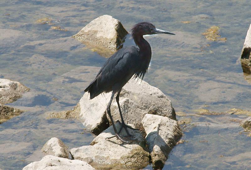 randomAlameda Creek / Quarry Lakes