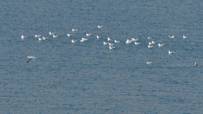 randomAlameda Creek / Quarry Lakes