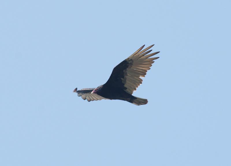 randomTurkey Vulture