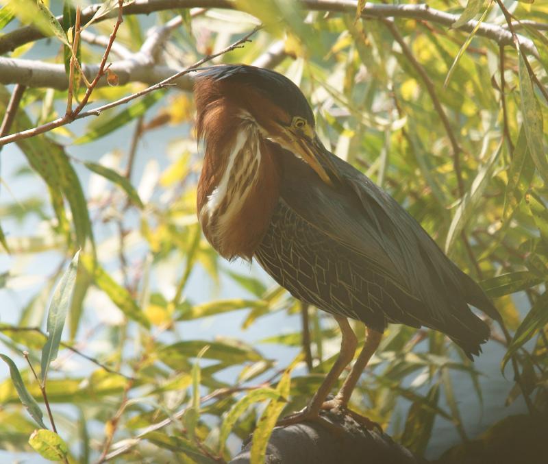 randomGreen Heron