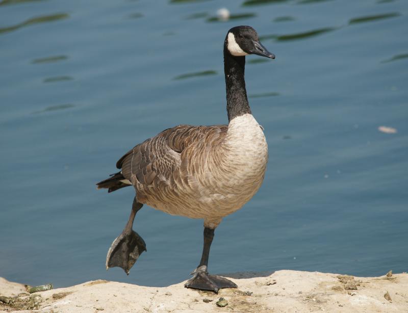 randomCanada Goose