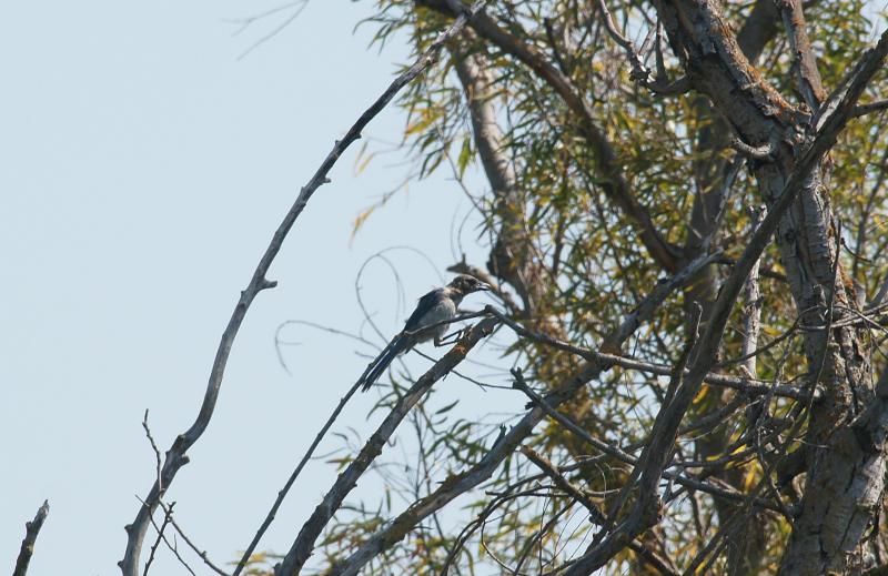 randomScrub Jay