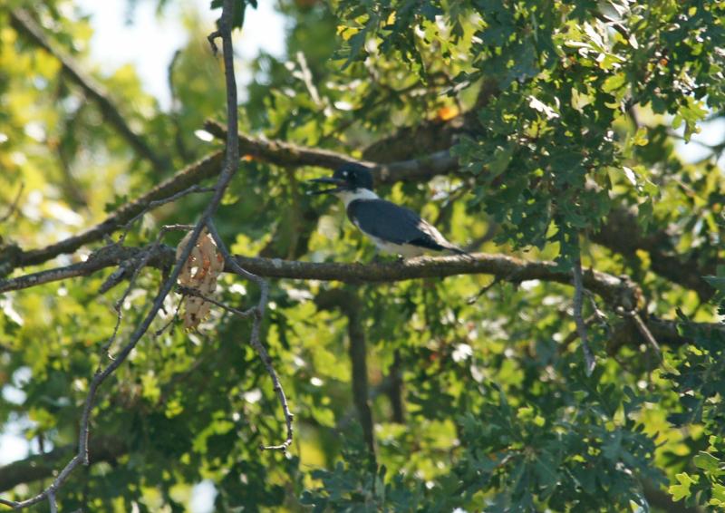 randomBelted Kingfisher