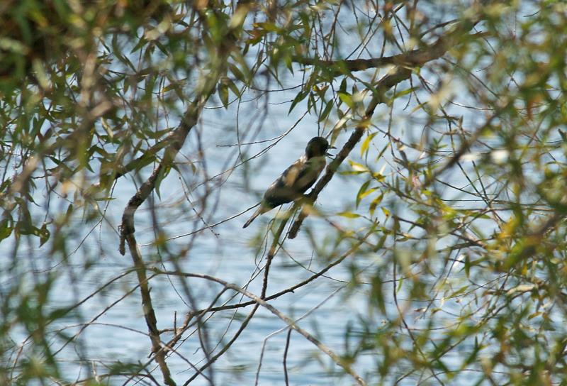 randomBelted Kingfisher