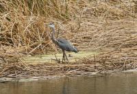 DSC02254.jpg
