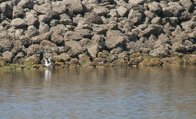 randomBlack Turnstone