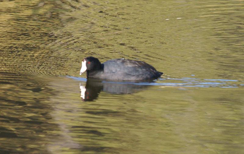 randomAmerican Coot