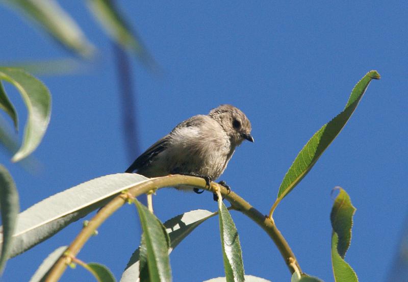 randomBushtit