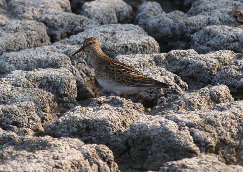 randomPectoral Sandpiper