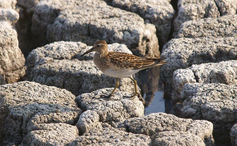 randomPectoral Sandpiper