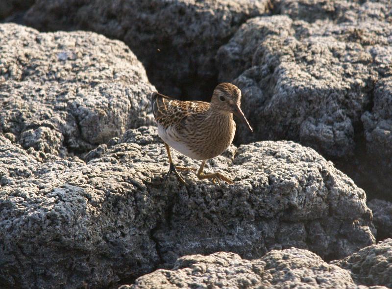 randomPectoral Sandpiper