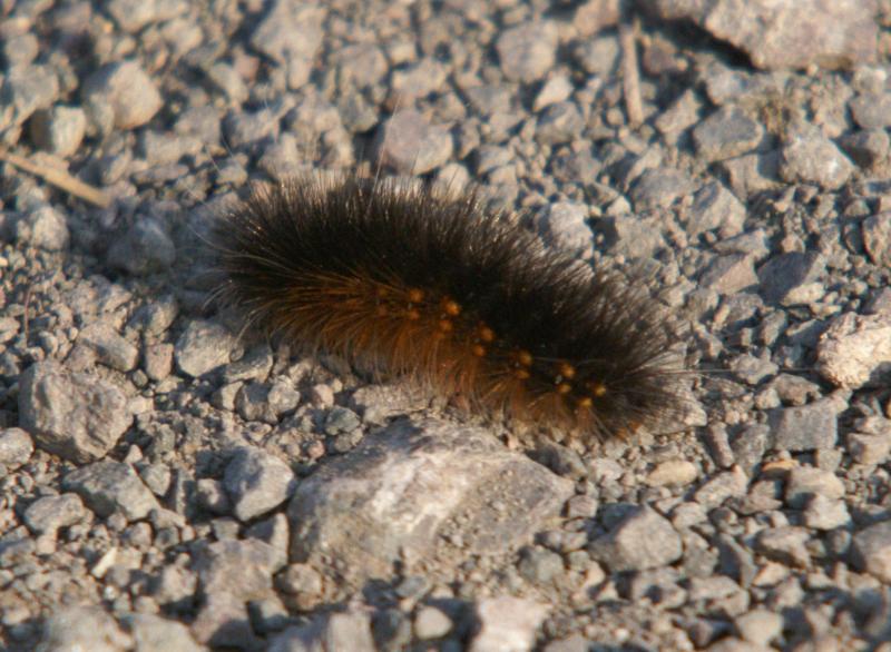 randomCaterpillar