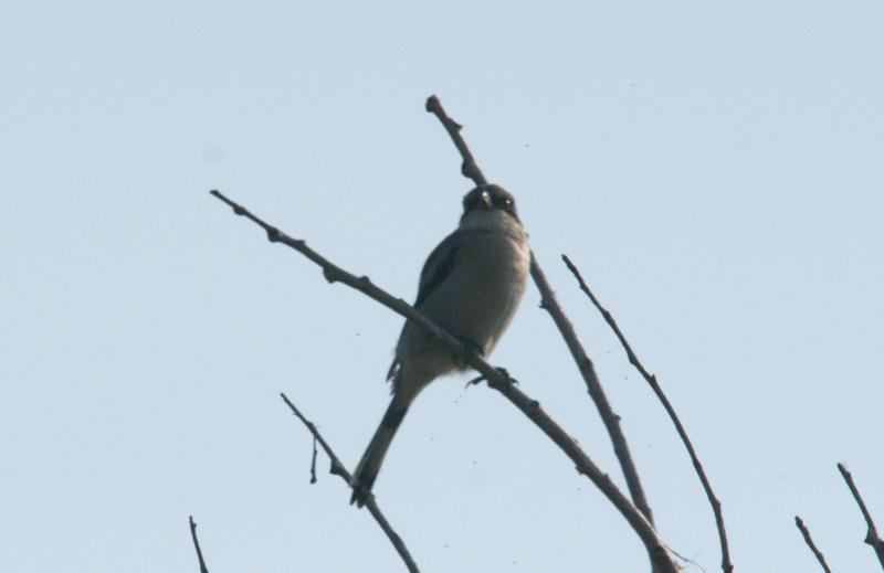 randomLoggerhead Shrike