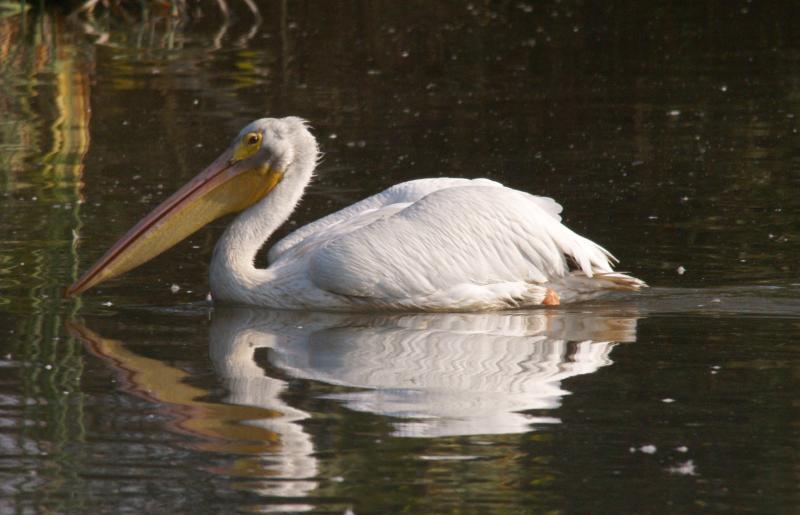 randomAmerican White Pelican