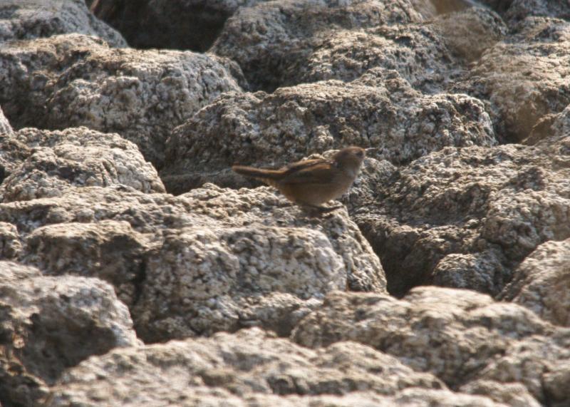 randomMarsh Wren