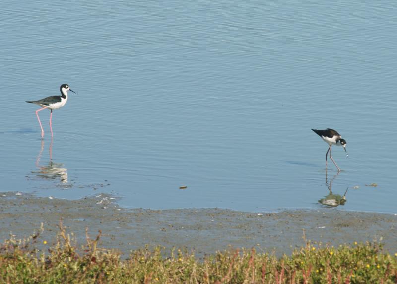 randomBlack-Necked Stilt