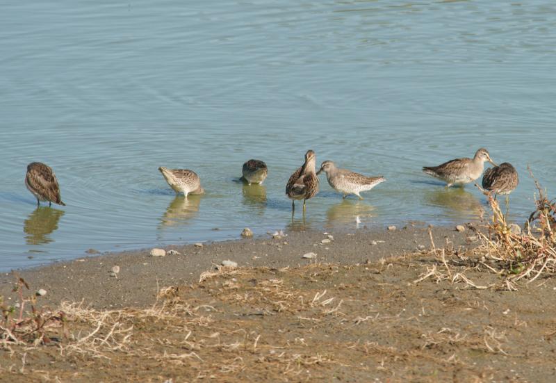 randomShort-Billed Dowitcher