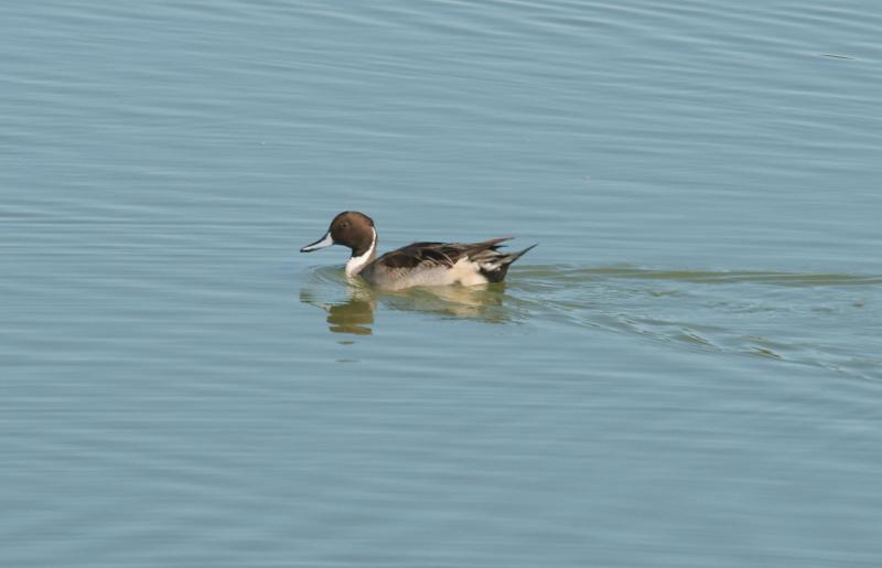 randomNorthern Pintail