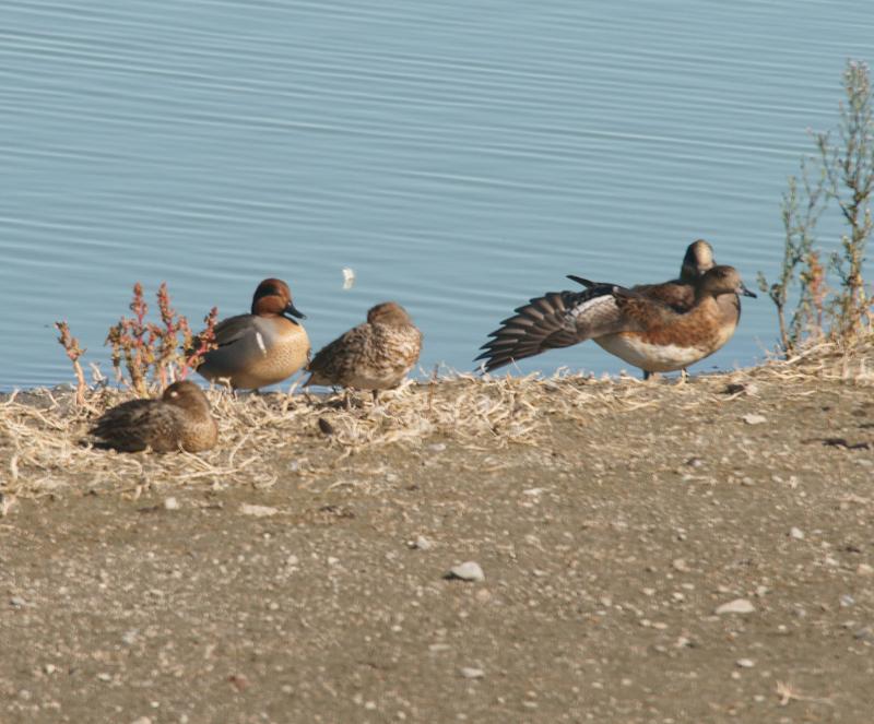 randomAmerican Wigeon