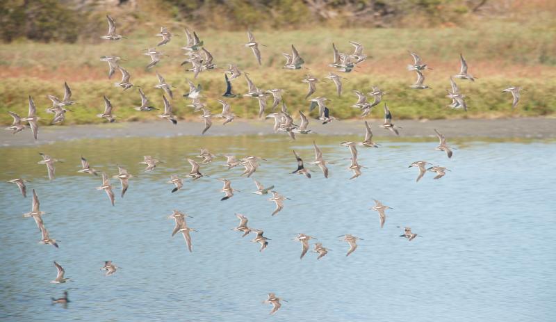 randomShort-Billed Dowitcher