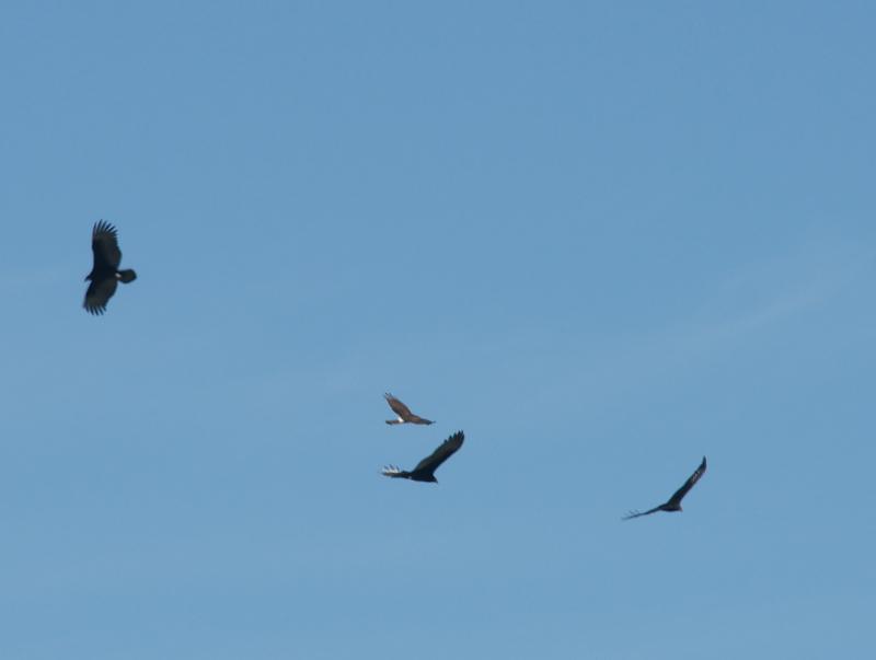 randomNorthern Harrier