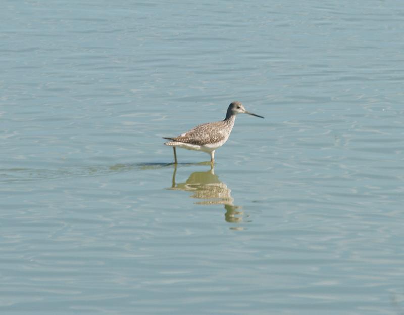 randomShort-Billed Dowitcher