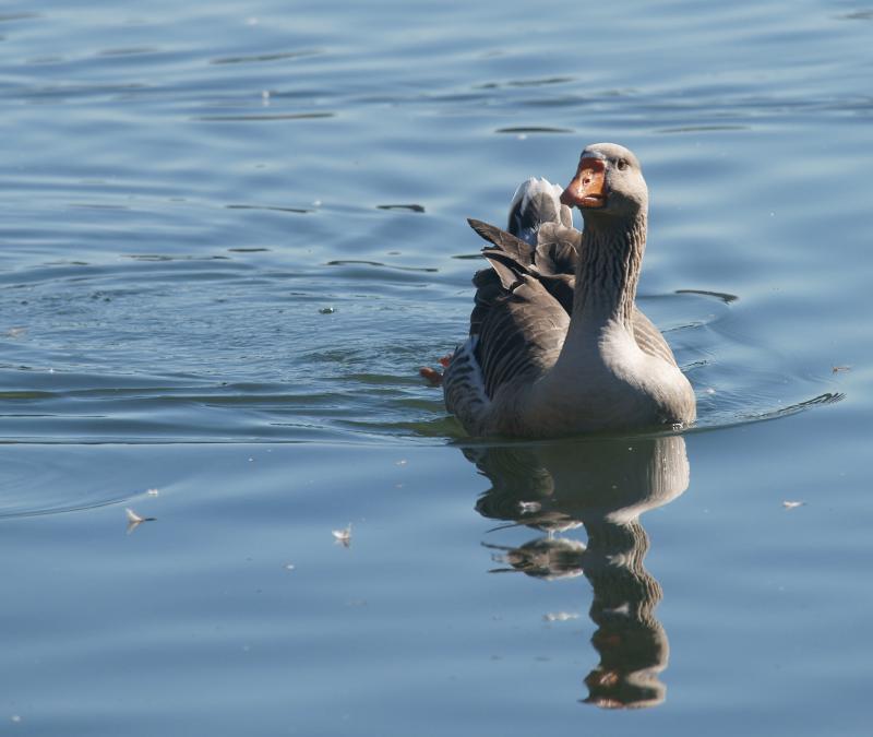 randomGreylag Goose