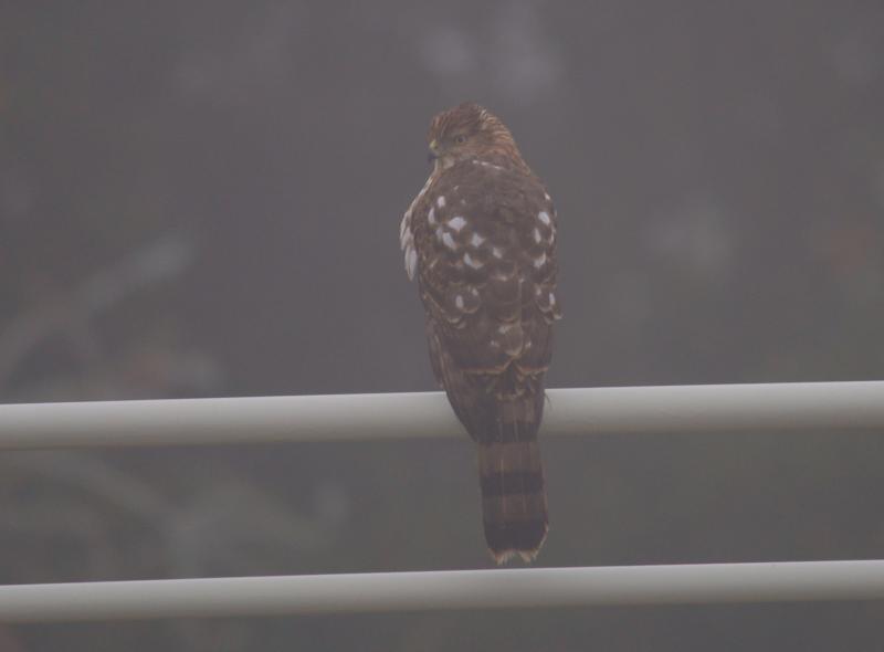 randomSharp-Shinned Hawk