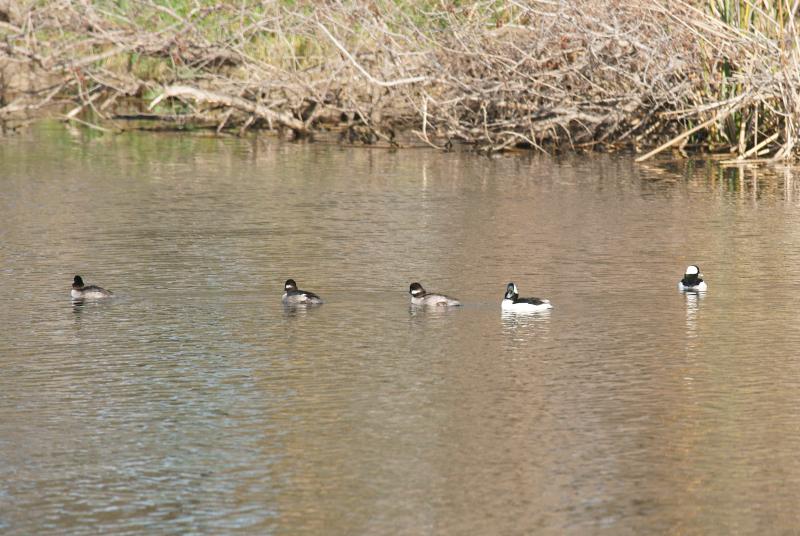 randomBufflehead