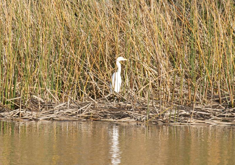 randomGreat Egret