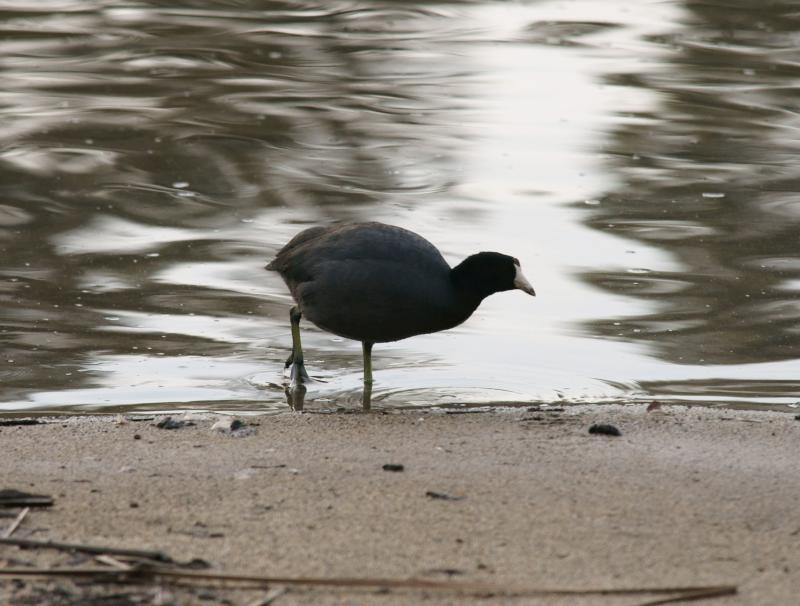 randomAmerican Coot