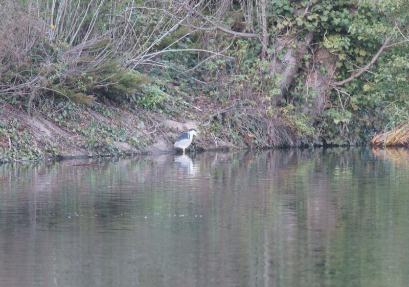 randomBlack-Crowned Night-Heron