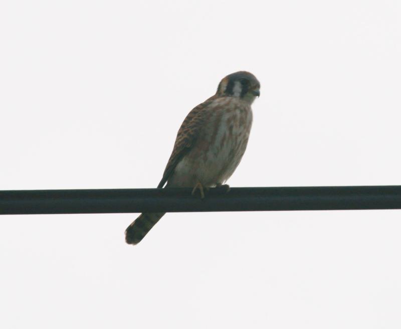 randomAmerican Kestrel