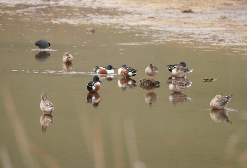 randomAmerican Coot