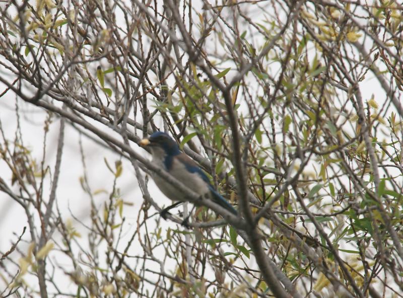 randomScrub Jay