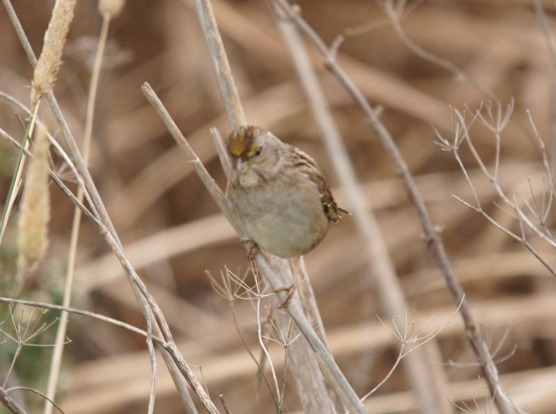 randomGolden-Crowned Sparrow