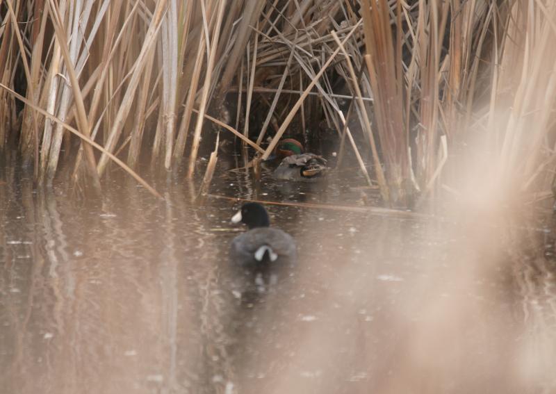 randomGreen Winged Teal