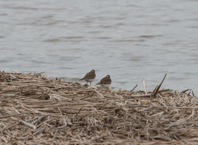 randomKilldeer