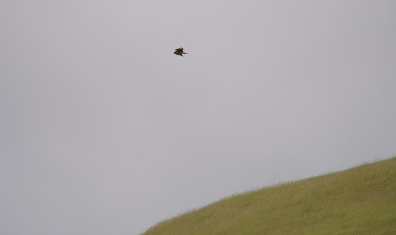 randomAmerican Kestrel