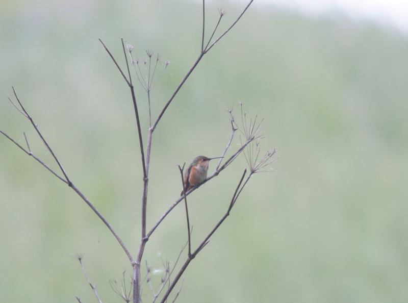 randomRufous Hummingbird