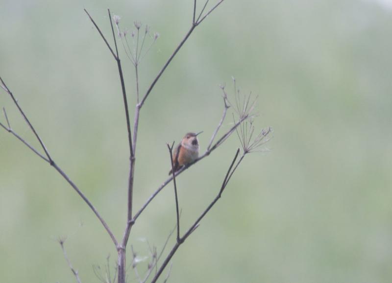 randomRufous Hummingbird