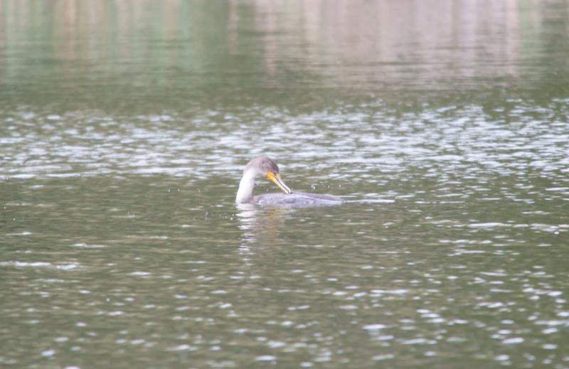 randomDouble-Crested Cormorant